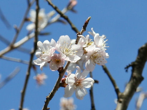 Prunus jamasakura cv. Hiemalis