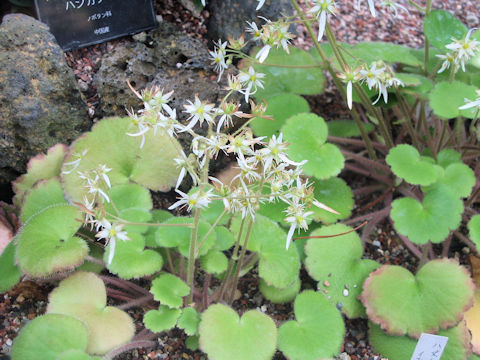 Saxifraga fortunei var. crassifolia
