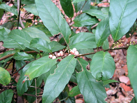 Maesa japonica