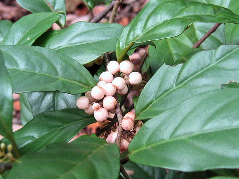 Maesa japonica