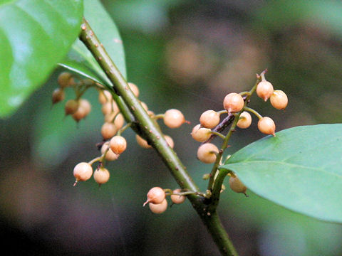 Maesa japonica