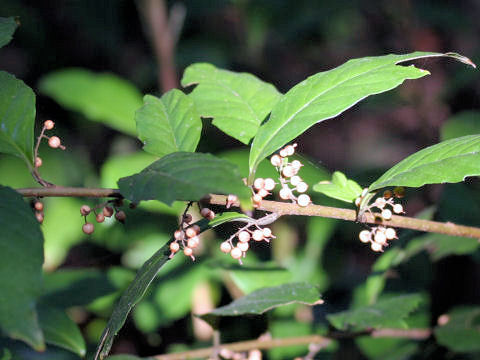 Maesa japonica