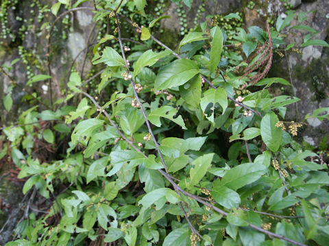 Maesa japonica