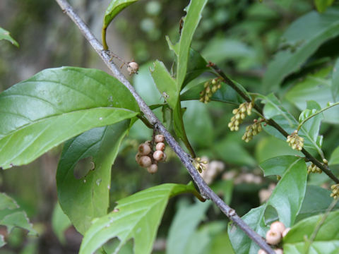 Maesa japonica