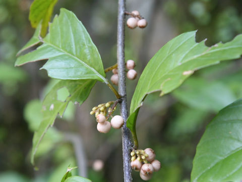 Maesa japonica