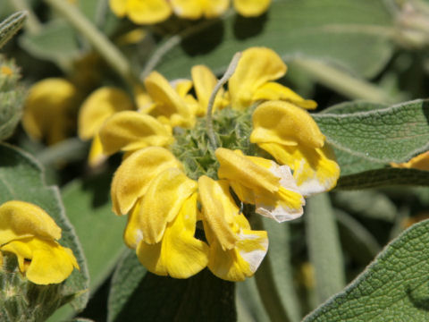 Phlomis fruticosa