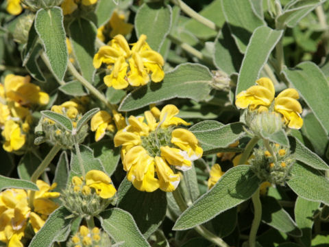 Phlomis fruticosa