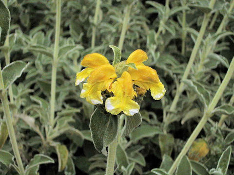 Phlomis fruticosa