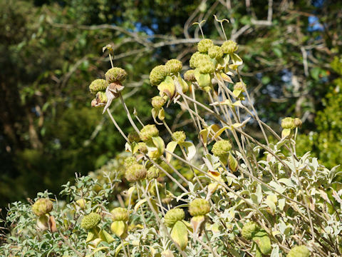 Phlomis fruticosa