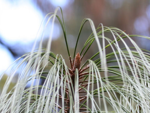 Pinus pseudostrobus var. oaxacana