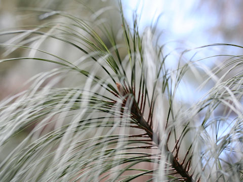 Pinus pseudostrobus var. oaxacana