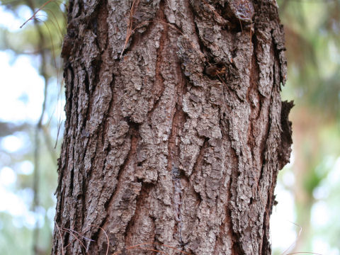 Pinus pseudostrobus var. oaxacana