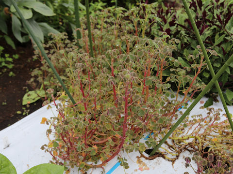 Oxalis tuberosa
