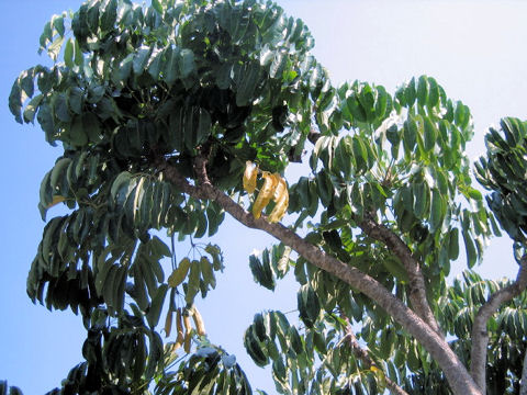 Schefflera actinophylla