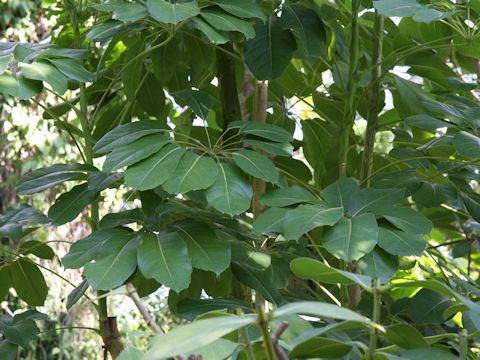 Schefflera actinophylla