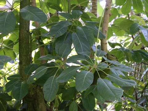 Schefflera actinophylla