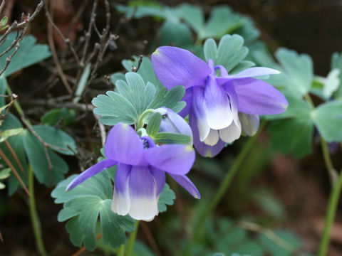 Aquilegia flabellata var. flabellata