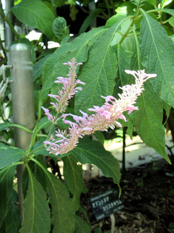 Odontonema callistachyum