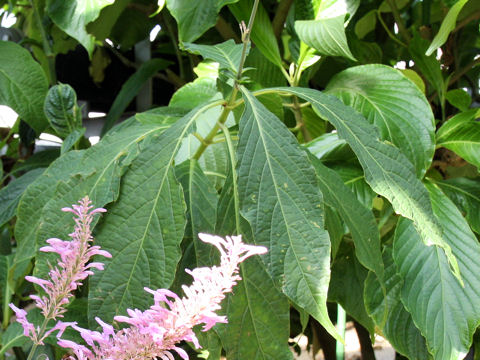 Odontonema callistachyum