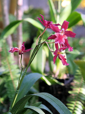 Odontoglossum sp.