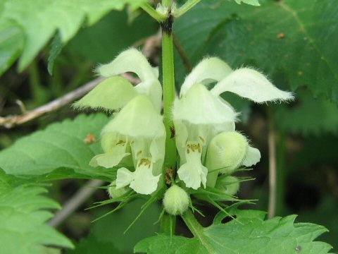 Lamium album var. barbatum