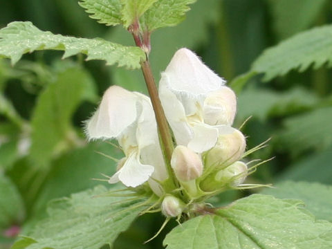 Lamium album var. barbatum