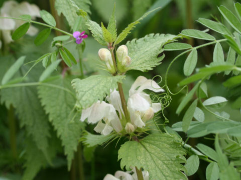 Lamium album var. barbatum