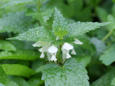 Lamium album var. barbatum