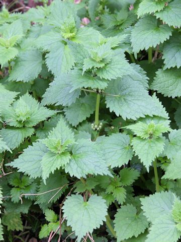 Lamium album var. barbatum