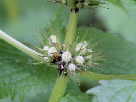 Lamium album var. barbatum