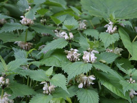 Lamium album var. barbatum