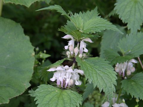 Lamium album var. barbatum