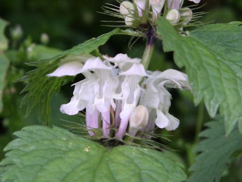 Lamium album var. barbatum