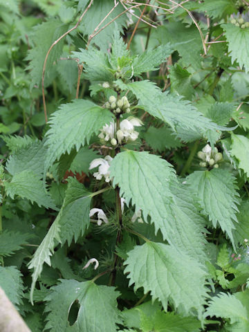 Lamium album var. barbatum