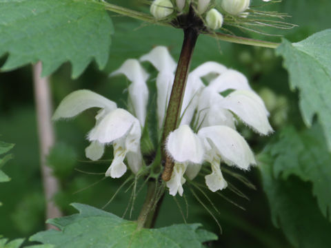 Lamium album var. barbatum