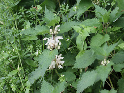 Lamium album var. barbatum