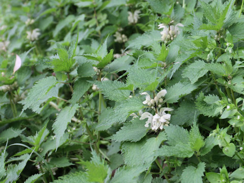 Lamium album var. barbatum