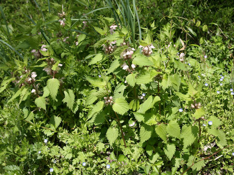 Lamium album var. barbatum