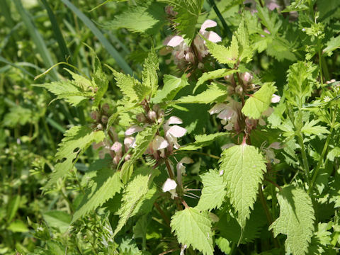 Lamium album var. barbatum