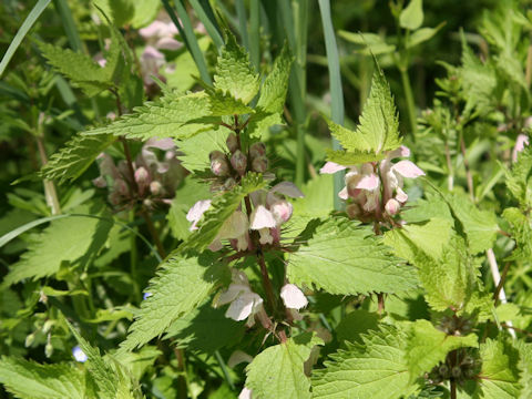 Lamium album var. barbatum