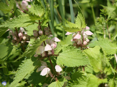 Lamium album var. barbatum