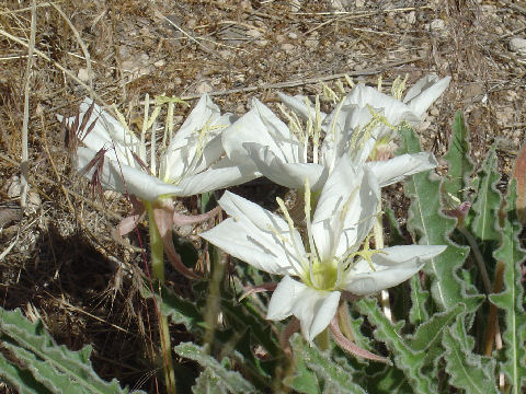 Oenothera deltoides