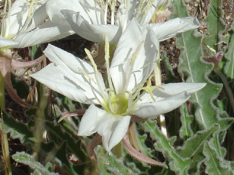 Oenothera deltoides