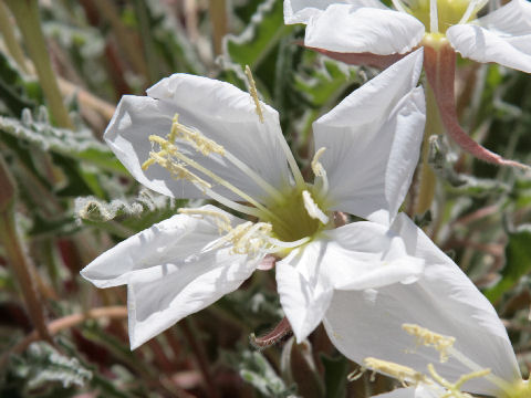 Oenothera deltoides