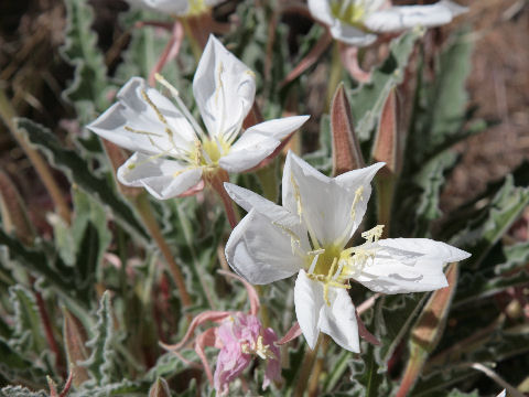 Oenothera deltoides