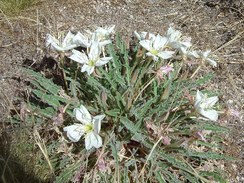 Oenothera deltoides