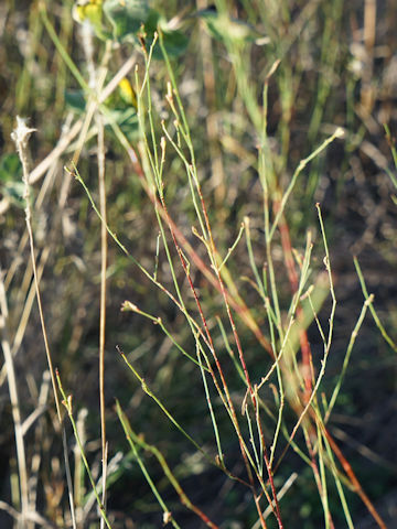 Oenothera hexandra