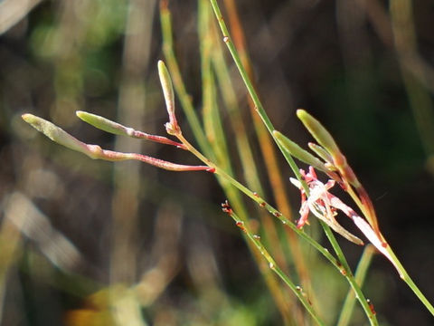 Oenothera hexandra