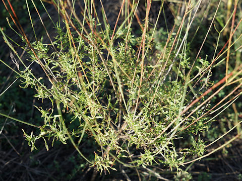 Oenothera hexandra