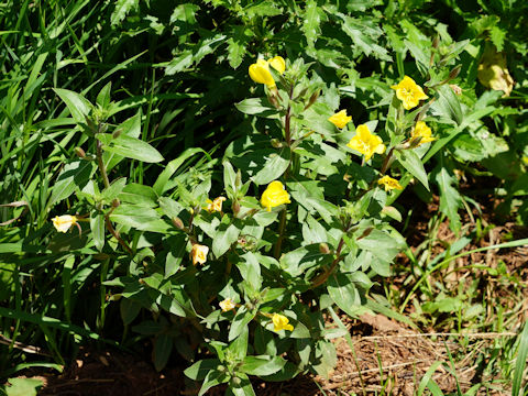 Oenothera villosa ssp. strigosa